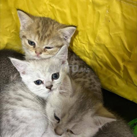 قط بريطاني خريفي 😻😻 - 2