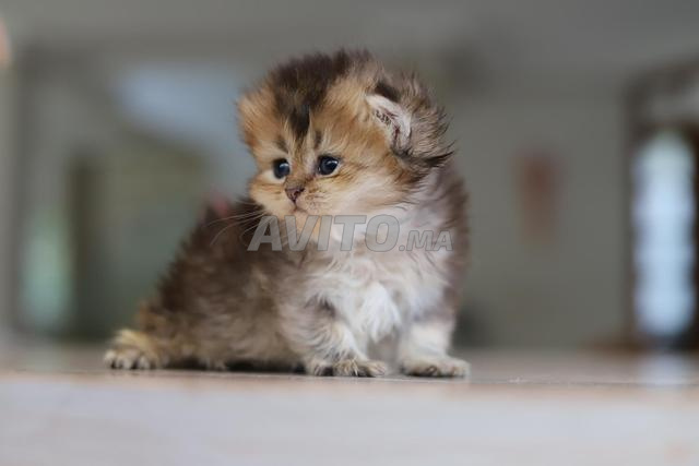 Appel téléphonique uniquement British Longhair pedigree