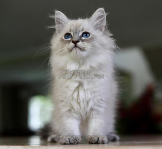 Chatonne sibérienne avec pedigree WCF