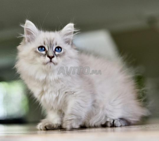 أنثى سيبرية صغيرة ذات نسب WCF