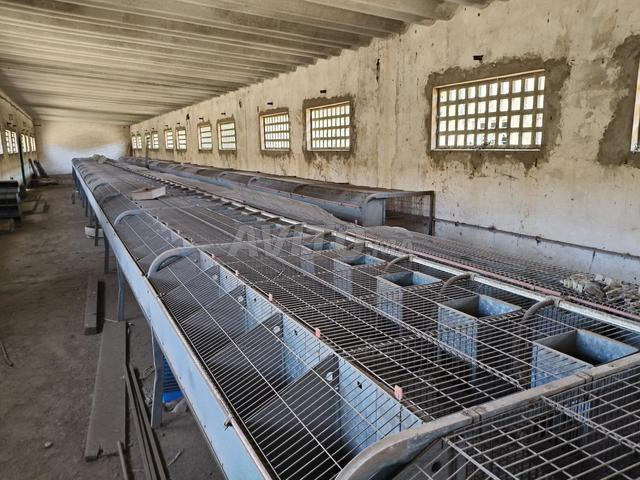 Vente cages lapins marque espagnole - 2