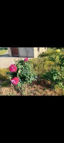 مزرعة للبيع - 2