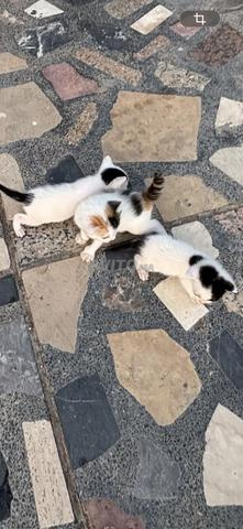 قطط للتنازل - 2