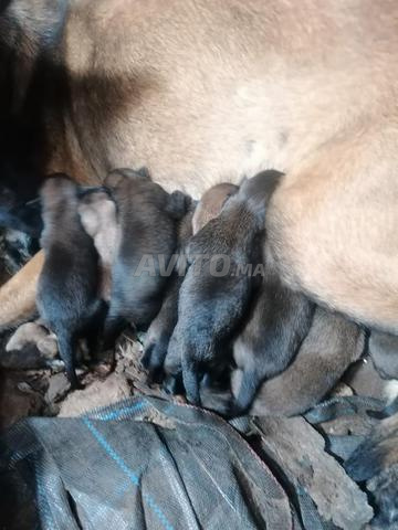 Chien malinois - 2