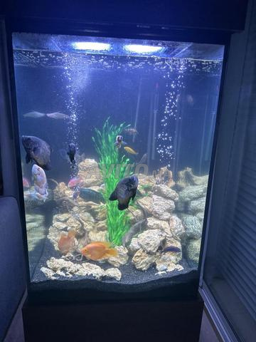 Aquarium géant de salon 650 L - 2