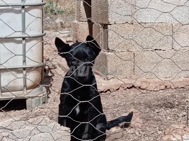 جِراء هجين مالينوا شيبرد × هولندي شيبرد
