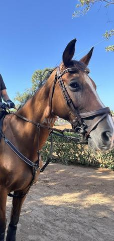 Filet anatomique Qhp (full) avec pelham equit