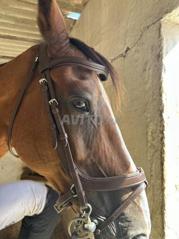 Filet anatomique Qhp (full) avec pelham equit - 2