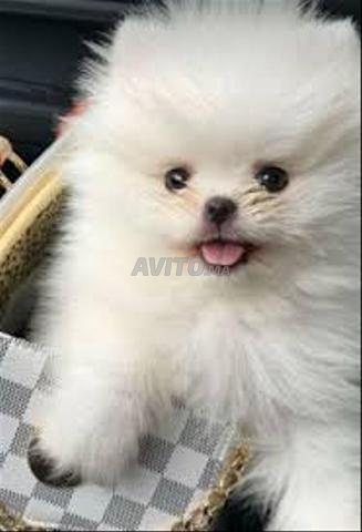 Loulou Spitz Pomeranian