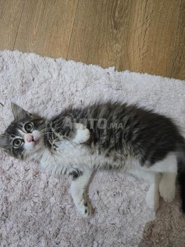 chat adorable - 2