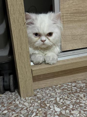 ذكر وأنثى فارسيان ...