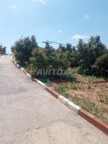 Ferme titre 14000m2 Boukhalkhal Ain Johra - 2