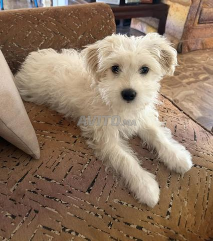 Bichon maltais de 4 mois
