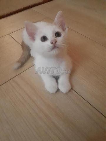 Magnifique chaton mâle de 2 mois, très affectueux