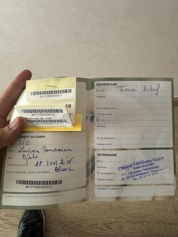 سبتز قزم، مطعم، مرقم ومُدرب