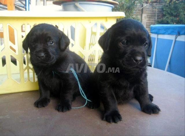Chiots Labrador noir