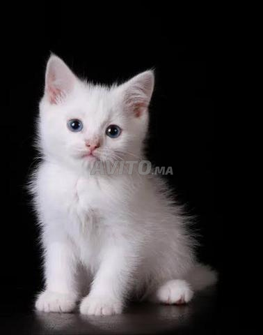 Chaton British - 2