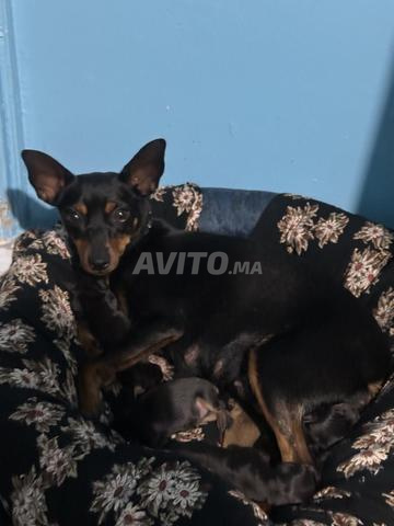 Magnifiques chiens de qualité premium