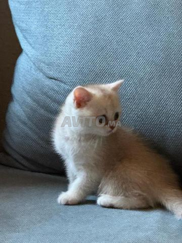 Chaton Scottish - 2