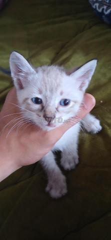 Chatons siamois - 2