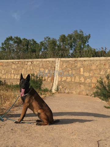 Malinois femelle - 2