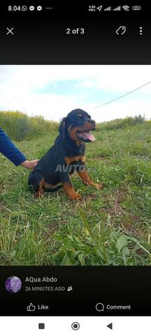 Femelle Rottweiler pédigrée 5 mois - 2
