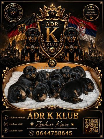 Rottweiler