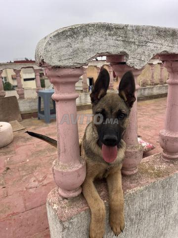 Chien de race "Burji" à vendre, prix négociable - 2