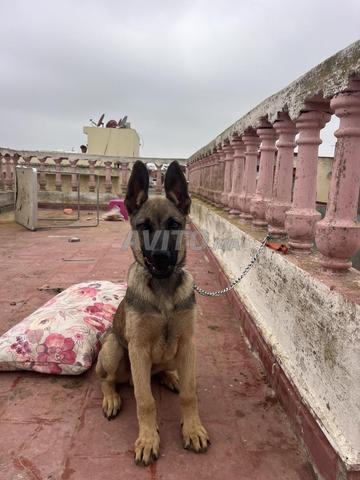 Chiot Berger de 3 mois à vendre - 2