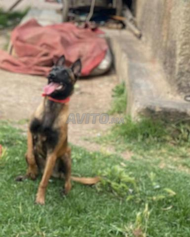 Malinois 4 mois - 2