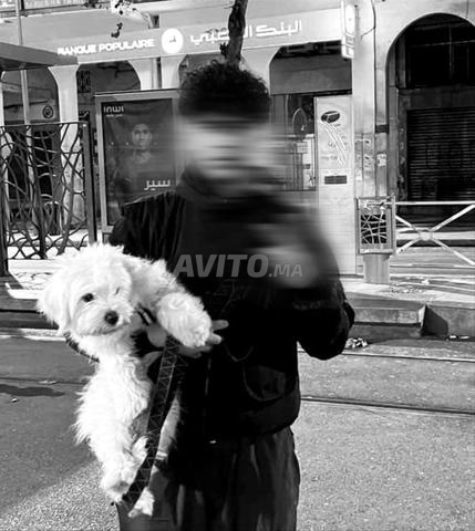 Chien bichon maltais - 2