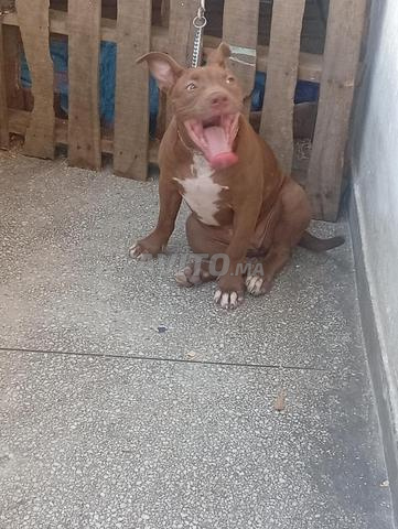Femelle bully XL rednose