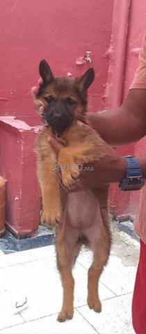 Chiots Malinois - 2