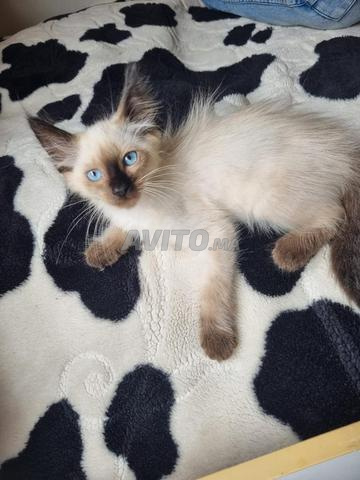 Petite chatte siamoise disponible.