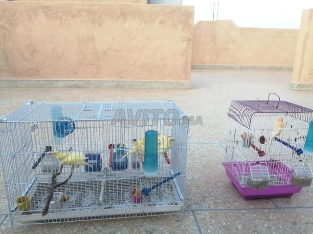 طيور كناري وأقفاص - 2