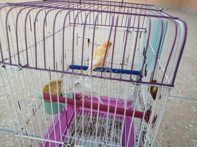 طيور كناري وأقفاص