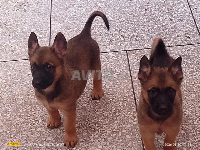 Chiots Malinois - 2