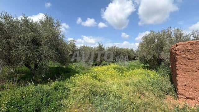 Joli terrain de 30 000 m2 avec 300 oliviers - 2