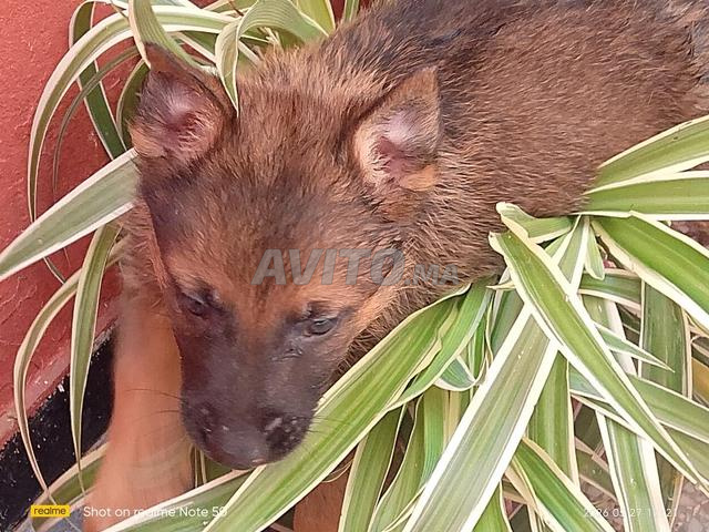 Chiots Malinois - 2