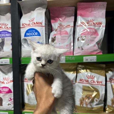 Chat British Fall 😻😻