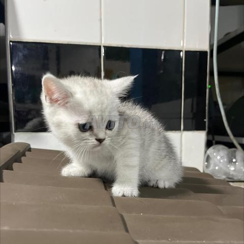 Chat British Fall 😻😻 - 2