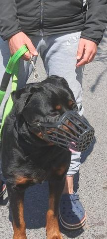 Rottweiler Pure Race Vacciné et Avec Papiers