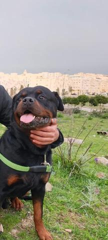 Rottweiler Pure Race Vacciné et Avec Papiers