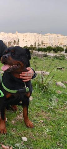 Rottweiler Pure Race Vacciné et Avec Papiers - 2