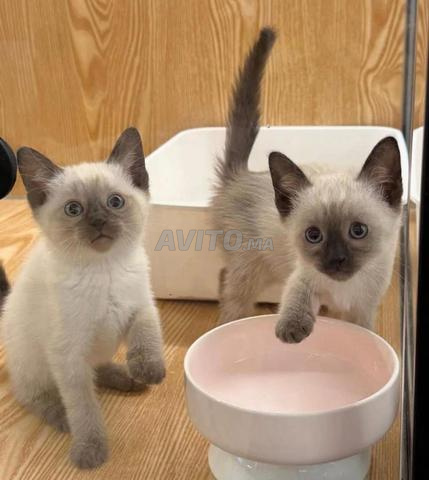 Chat Siamois à vendre - 2