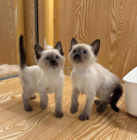 Bébés chats siamois à vendre - 2