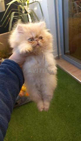 chat persan