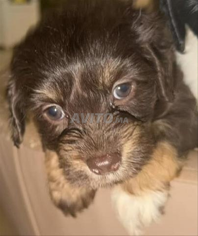 Chiots Teckel Maltais Mix à Vendre - 2
