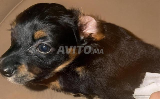 Chiots Teckel Maltais Mix à Vendre
