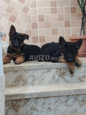 Chiots Berger Allemand